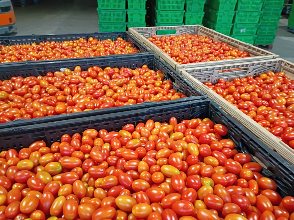 Tomato Thyme - Handy Candy Grape