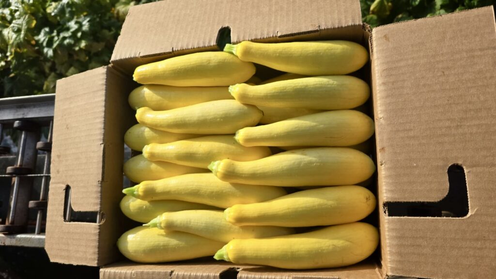 Tomato Thyme - Squash